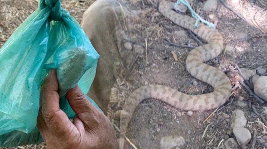 &Ouml;l&uuml;mc&uuml;l zehirli  &lsquo;koca engerek&rsquo; yılanını eliyle yakaladı