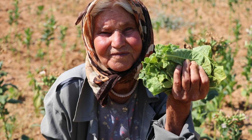 'S&uuml;per babaanne' 80 yaşında tarlada &uuml;r&uuml;n topluyor