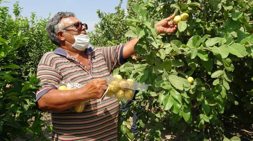 Hediye fidanla başladığı guava üretimini 1500 ağaçla sürdürüyor