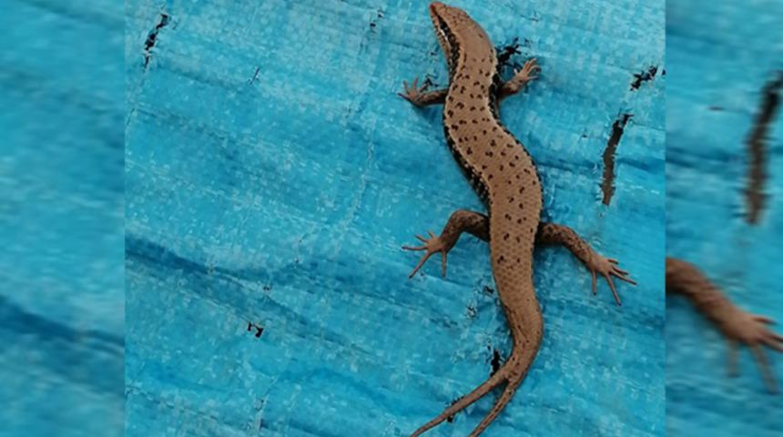 Şırnak'ta &ccedil;ift kuyruklu benekli kertenkele g&ouml;r&uuml;nt&uuml;lendi