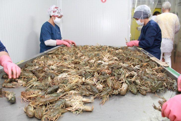 Kerevit 9 ülkeye ihraç ediliyor G1