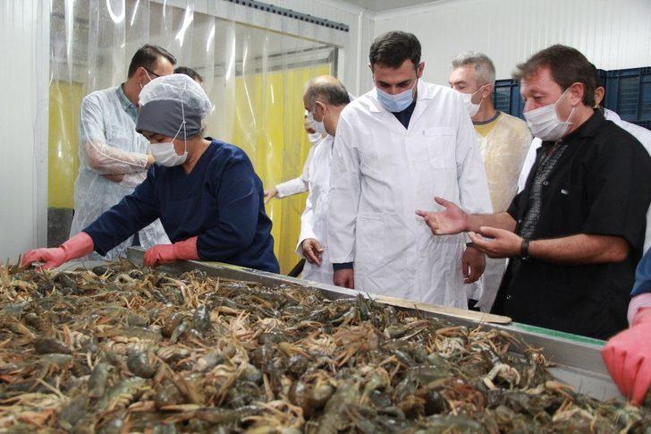 Kerevit 9 ülkeye ihraç ediliyor G2