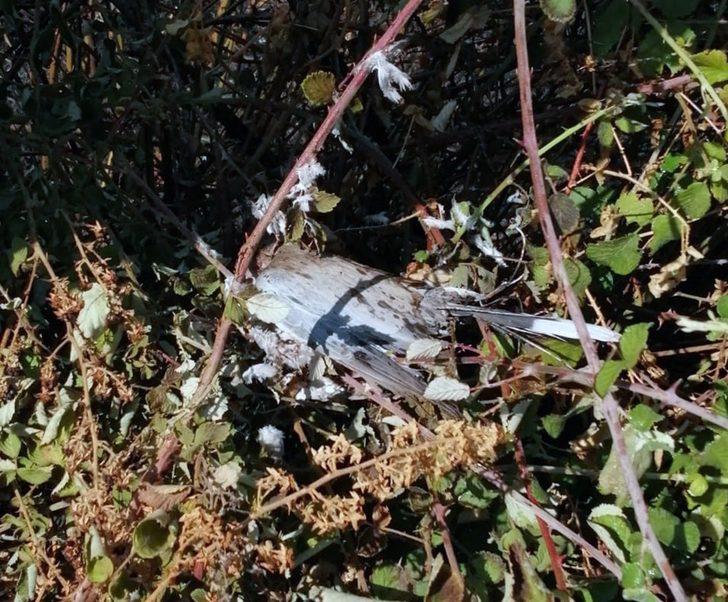 Kuş tarlayı yakıyordu G2