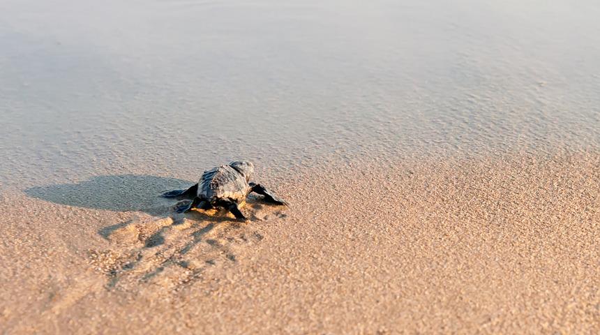 Meksika'da sahilde 351 caretta caretta ölüsü bulundu
