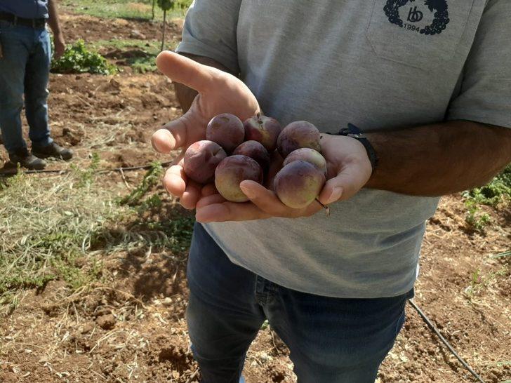 Kent içi tarımın ilk ürünleri ihtiyaç sahiplerine G2