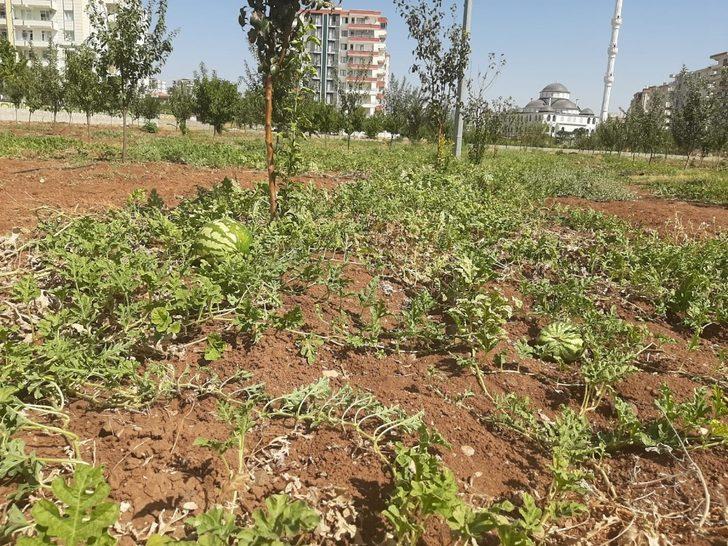 Kent içi tarımın ilk ürünleri ihtiyaç sahiplerine G3