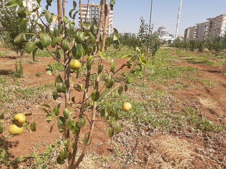Kent içi tarımın ilk ürünleri ihtiyaç sahiplerine G4