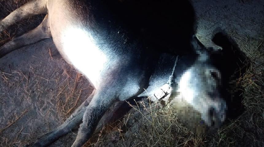 Bunun adı vahşet! Eşeğin gözlerini oyup işkence ederek öldürdüler