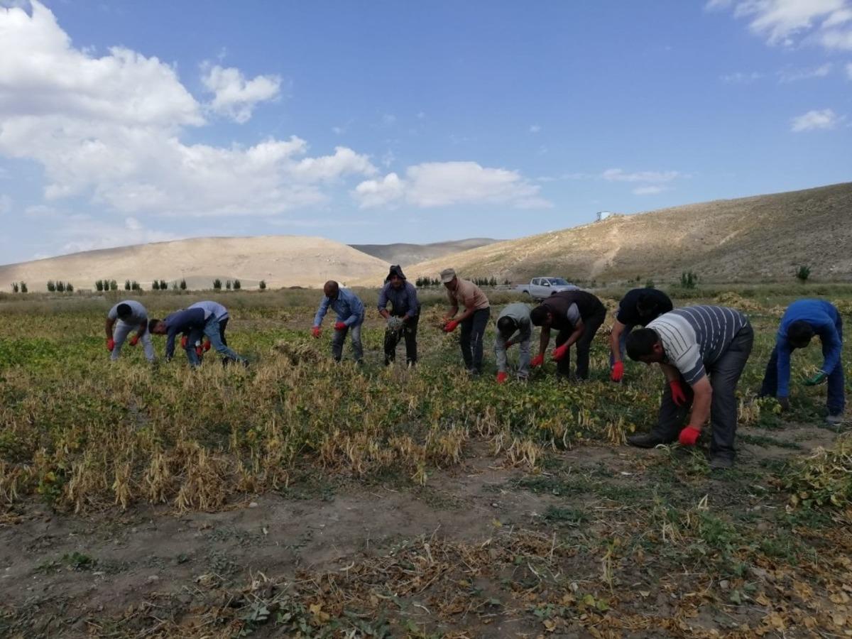 &Ccedil;aldıran Belediyesinin ektiği fasulyenin hasadına başlandı