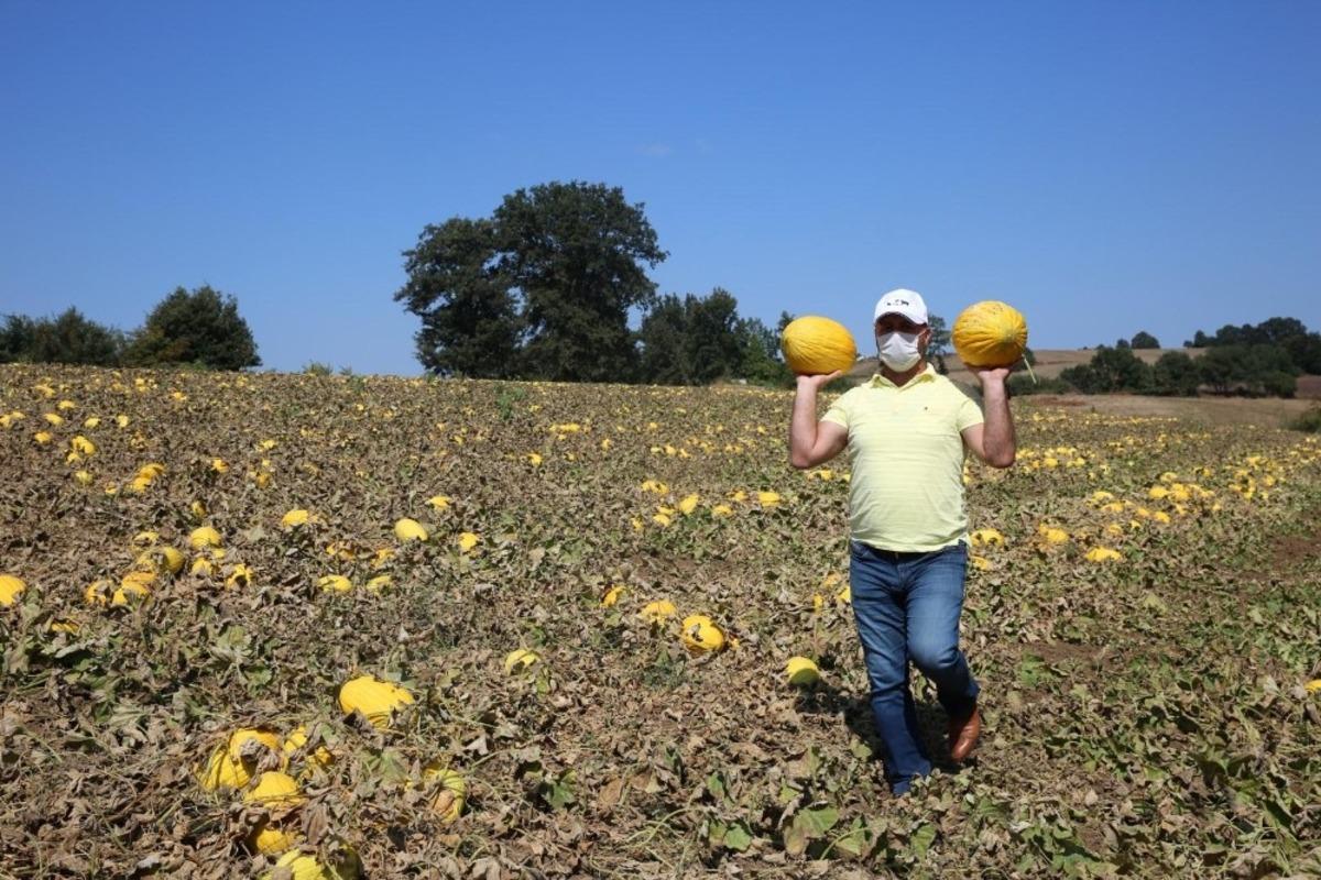 &Ccedil;evre illerin kavun ihtiyacı Karam&uuml;rsel&rsquo;den
