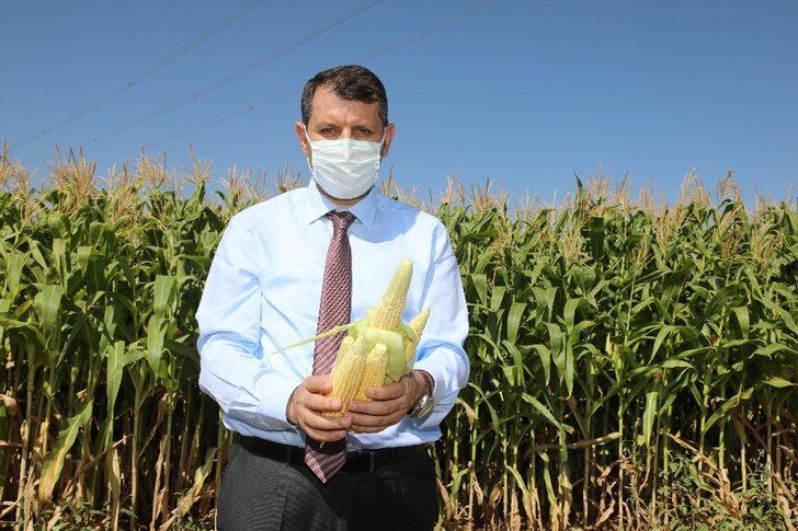 Vali direksiyon başına geçti, hasat yaptı G5