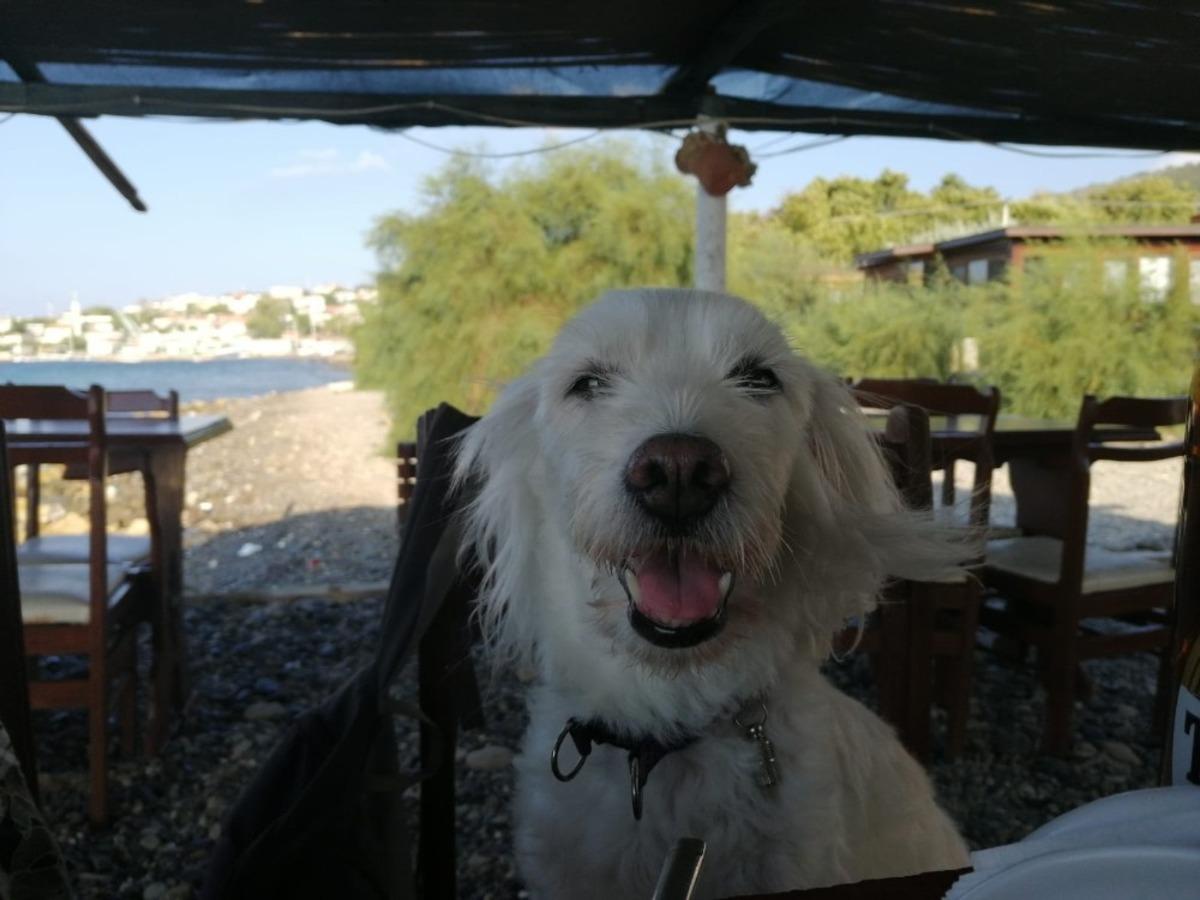 Sahibi, &Ccedil;akıl i&ccedil;in 3 bin lira &ouml;d&uuml;l vaat etti