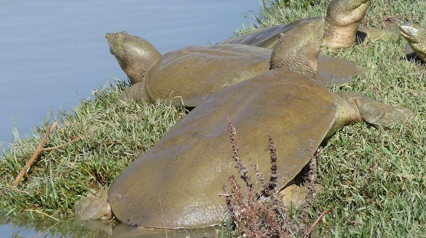 Kaplumbağa yiyen Avustralyalı b&uuml;y&uuml;kel&ccedil;i gelen tepkiler &uuml;zerine &ouml;z&uuml;r diledi