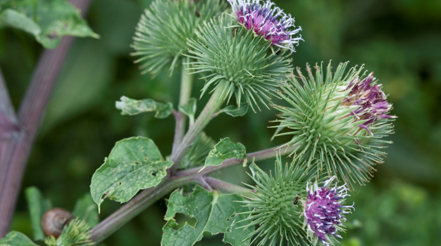 Y&uuml;zlerce yıldır kullanılıyor! Dulavrat yağını sa&ccedil;ınıza uygulayın ve bekleyin
