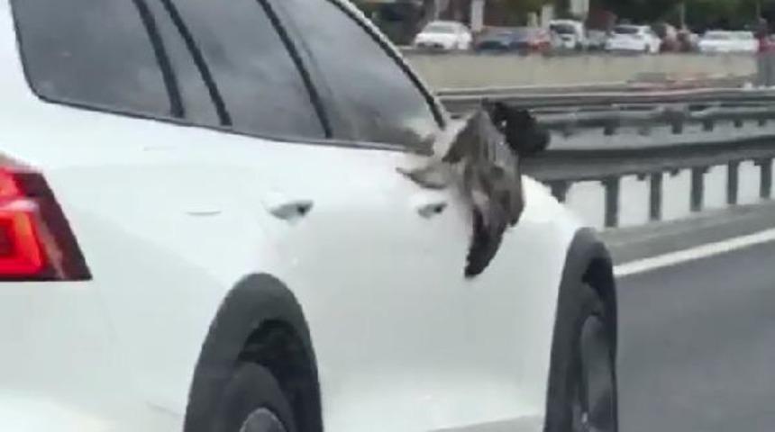 Yer: İstanbul! Martı çarptığı otomobil aynasına sıkıştı