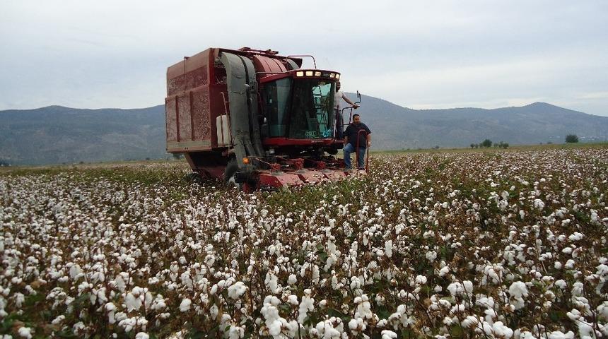 S&ouml;ke Ovası&rsquo;nda 2020 Yılı Pamuk Toplama &Uuml;cretleri belli oldu