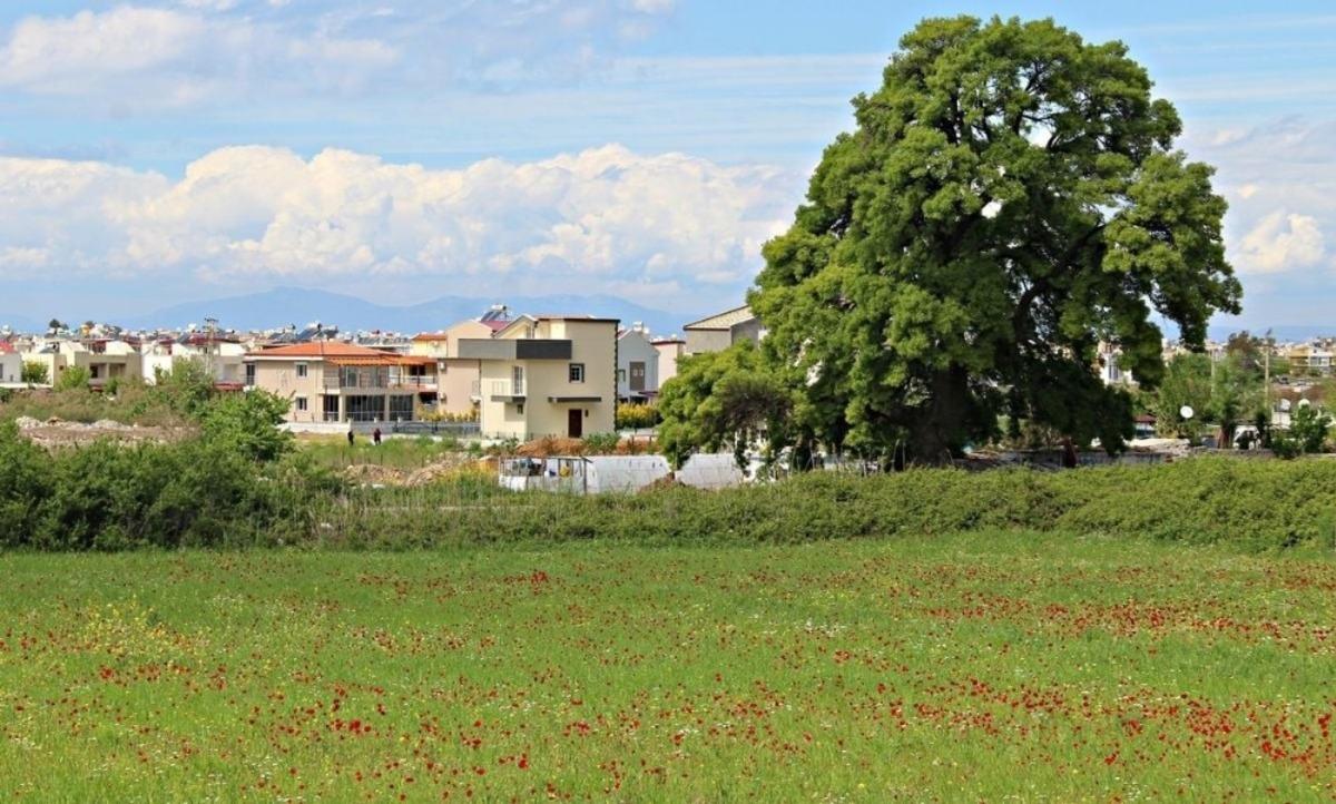 G&uuml;zel&ccedil;amlı&rsquo;daki 18.asırdan kalan dişbudak ağacı Başkan G&uuml;nel&rsquo;in talimatıyla kurtarıldı