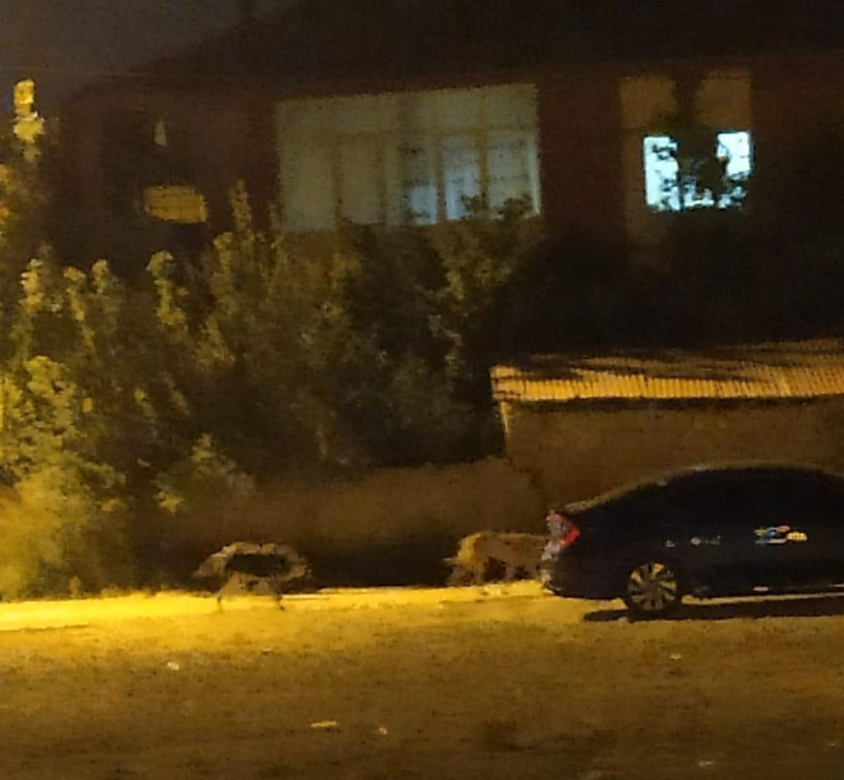 Yağmur suyu tahliye borusuna sıkışan 2 k&ouml;pekr kurtarıldı