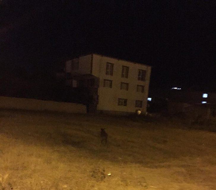 Yağmur suyu tahliye borusuna sıkışan 2 köpekr kurtarıldı G2