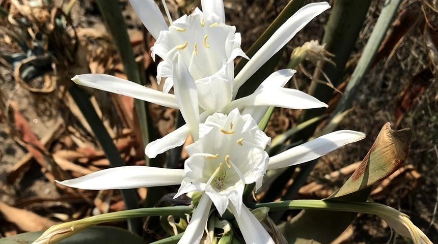 Bu &ccedil;i&ccedil;eği koparan yandı! Cezası dudak u&ccedil;uklatıyor