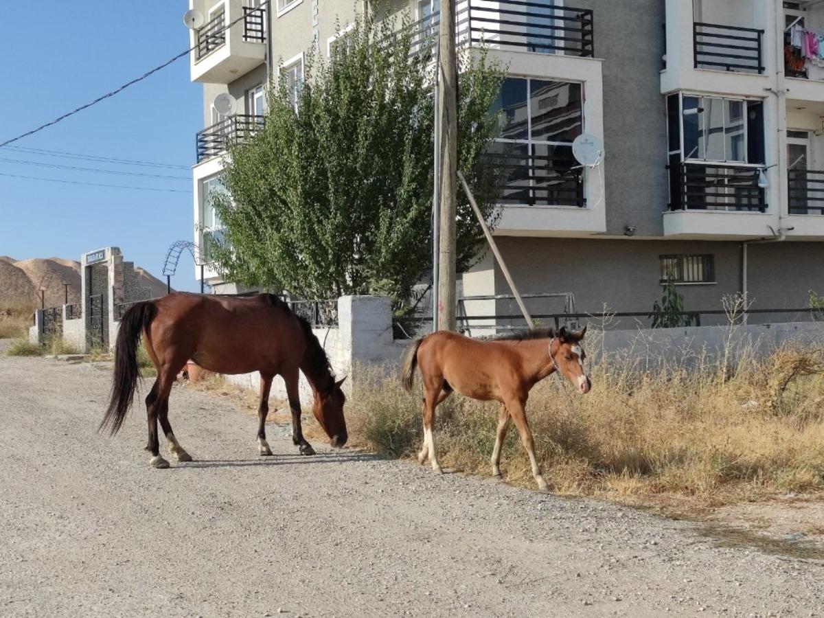 Başıboş atlara &ccedil;&ouml;z&uuml;m bulunamıyor