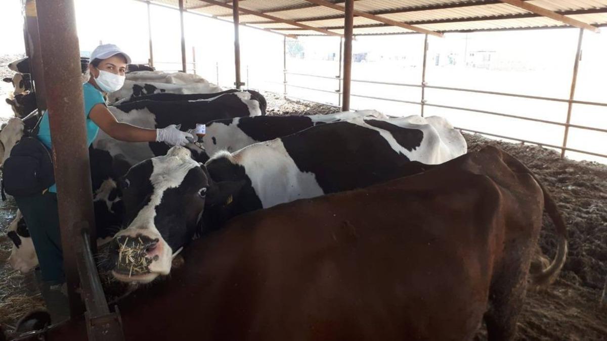 Salihli&rsquo;de sonbahar şap aşılama kampanyası