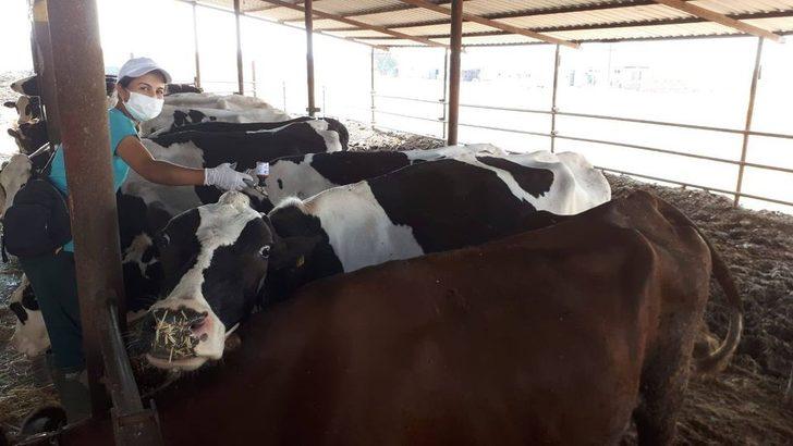 Salihli’de sonbahar şap aşılama kampanyası G1