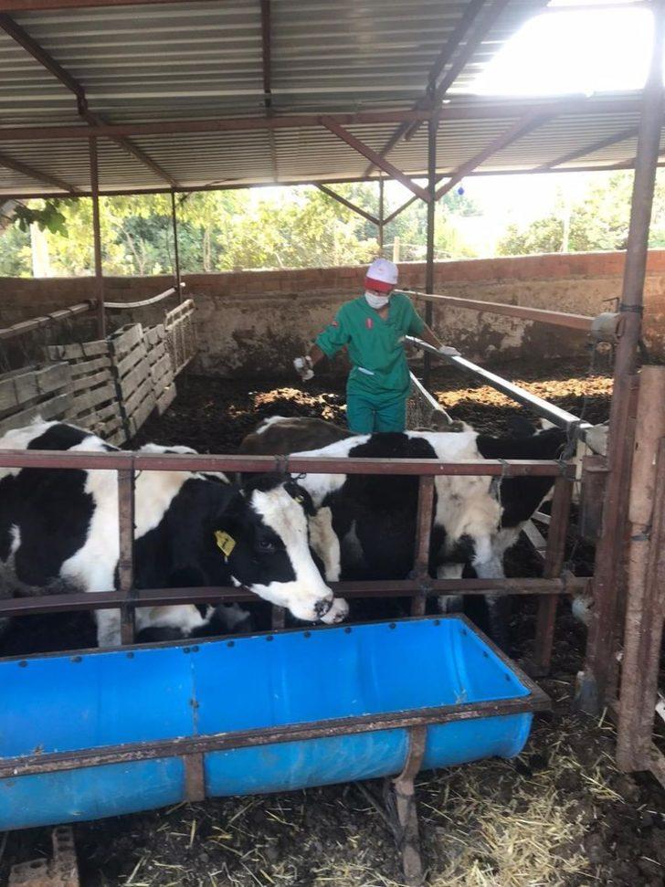 Salihli’de sonbahar şap aşılama kampanyası G3