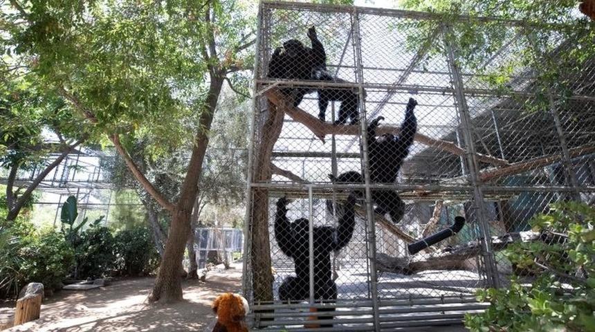 İsvi&ccedil;re'nin Basel kentinde primatların yaşam hakları i&ccedil;in halk oylaması yapılacak
