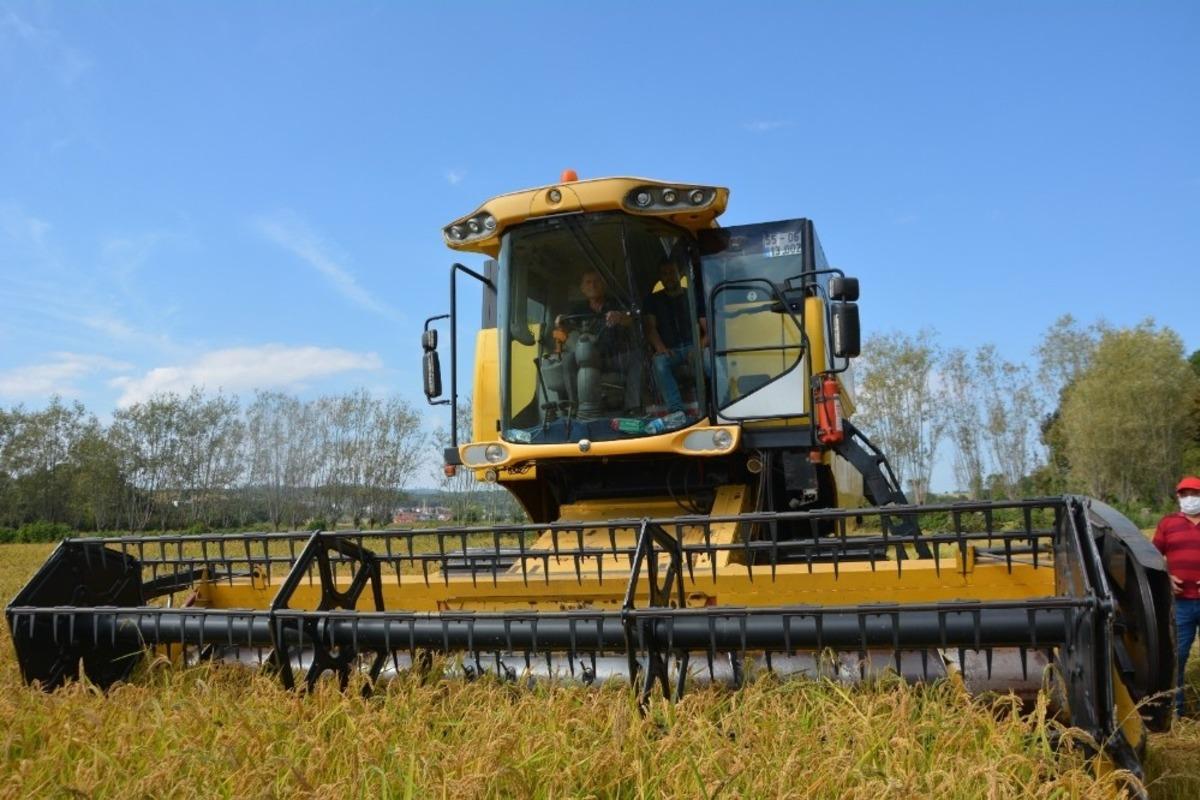 19 Mayıs&rsquo;ta &ccedil;eltik hasadı başladı