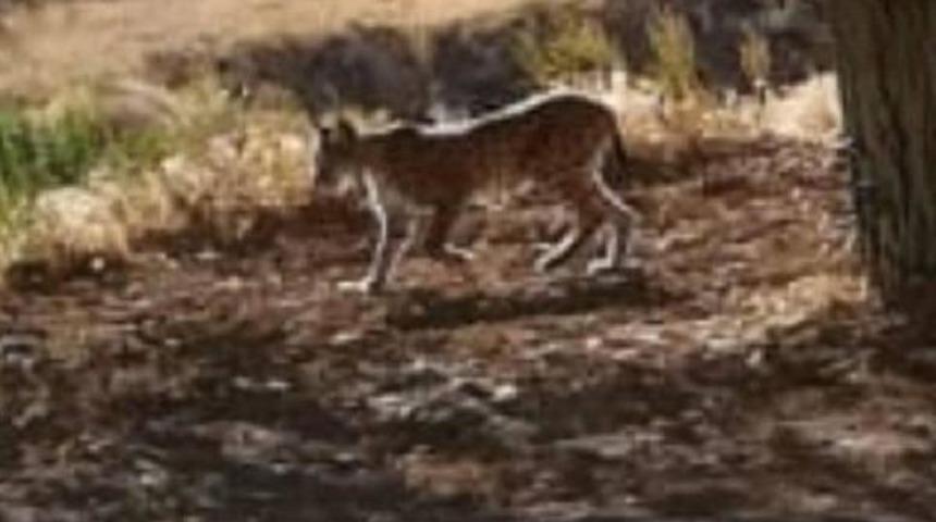 Malatya'da ilk kez vaşak görüntülendi