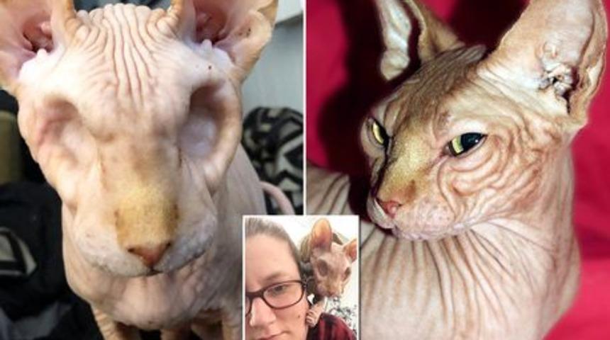 G&ouml;zleri ve t&uuml;yleri olmayan &uuml;rk&uuml;t&uuml;c&uuml; kedi Instagram fenomeni oldu