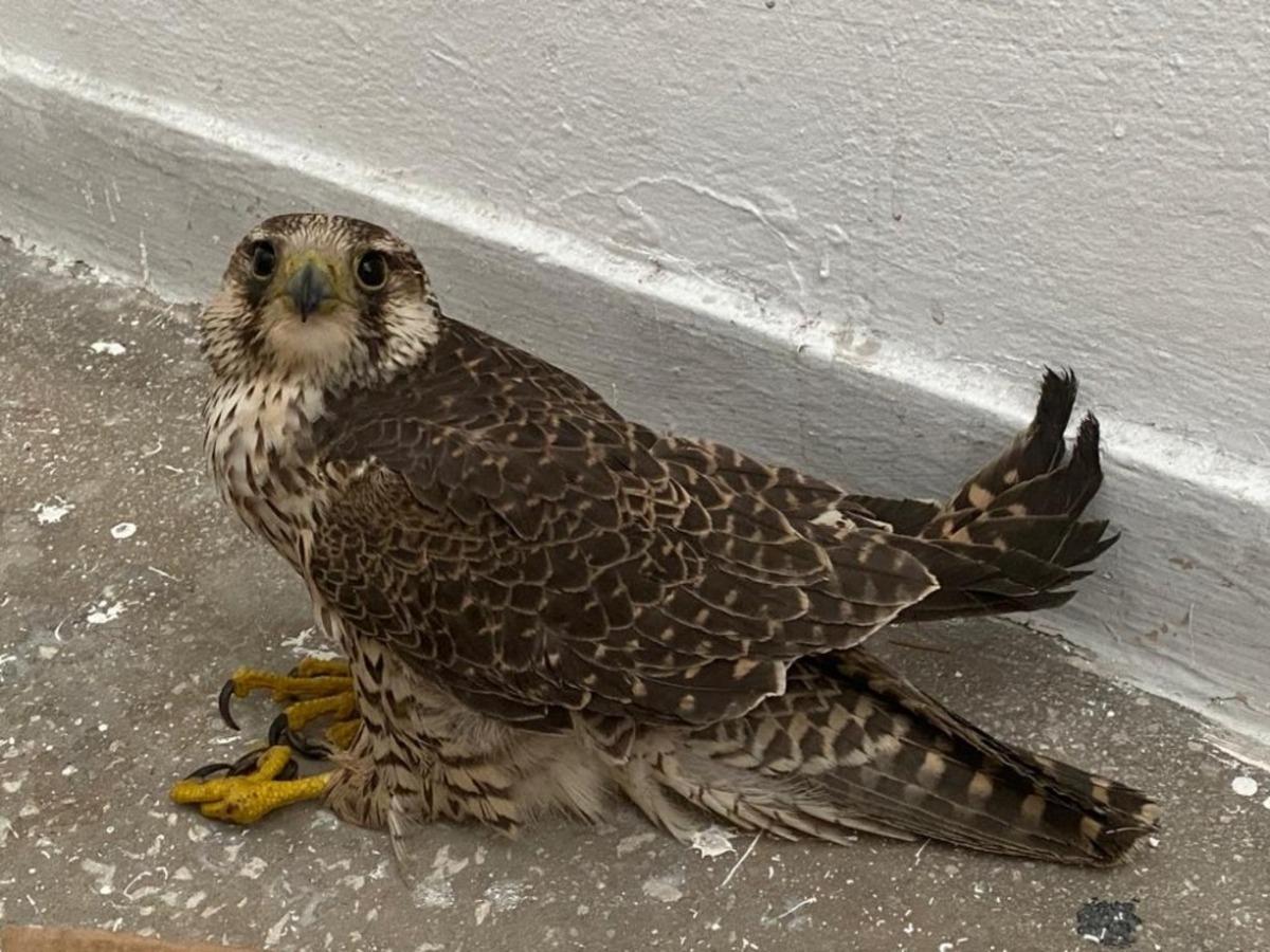 Yaralı Kerkeneze jandarma sahip &ccedil;ıktı