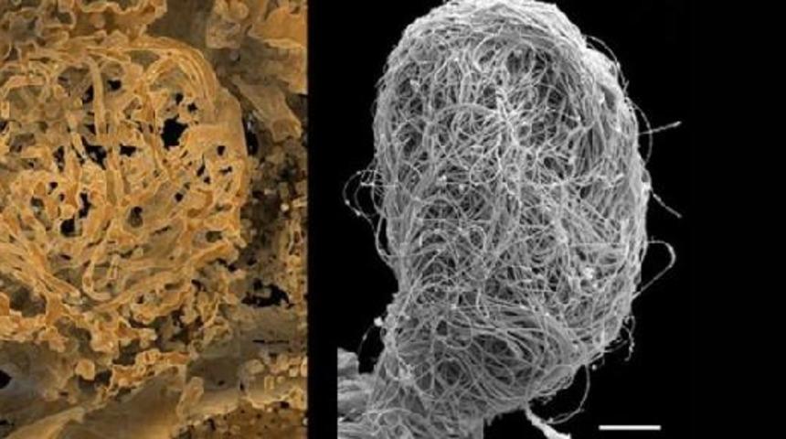 100 milyon yıllık! Dünyanın en eski hayvan spermi bulundu