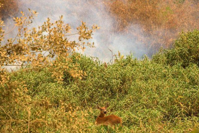 Pantanal'daki yangından kaçmaya çalışan bir geyik.