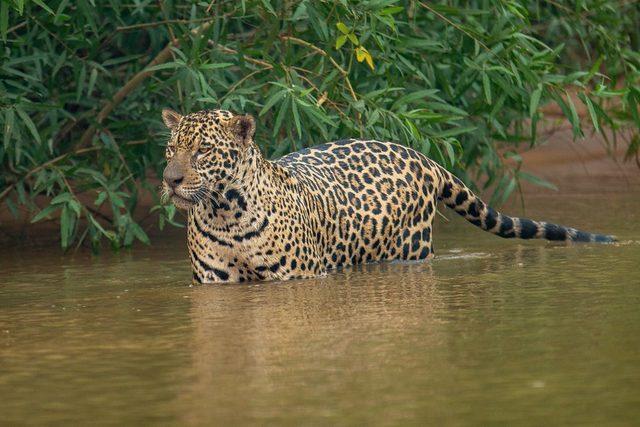 Matto Grosso eyaletinde nehri geçen bir jaguar.