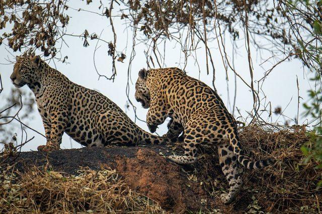 Yangınlardan kaçan bir grup jaguar, Encronto das Aguas Eyalet Parkı'nın bir başka köşesine doğru geçti.