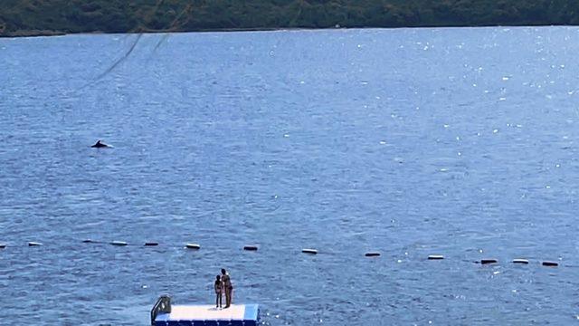 Bodrum’da yunuslardan görsel şölen