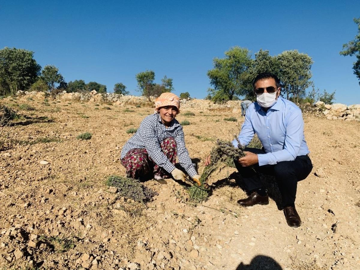 DTO&rsquo;nun desteğiyle kurulan lavanta bah&ccedil;elerinde son hasat yapıldu