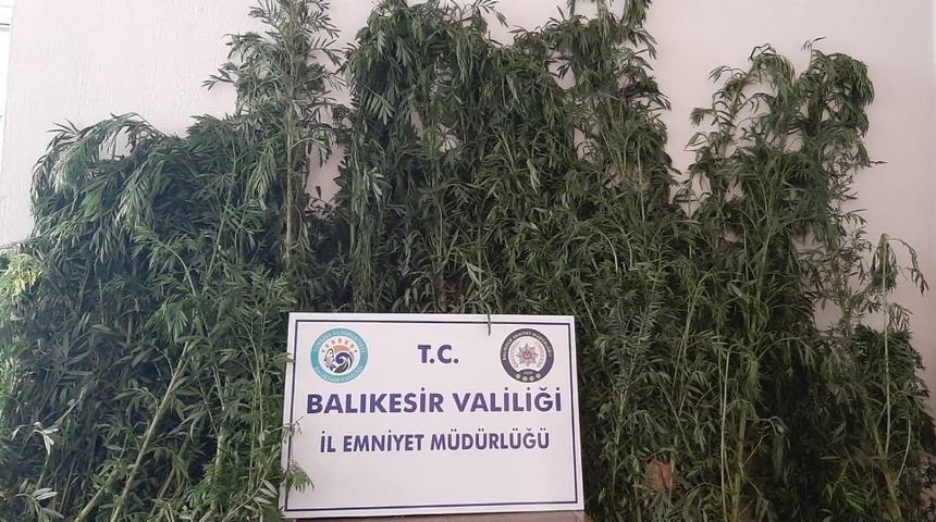 Gönen’de polis değeri 60 bin TL olan 588 kök kenevir ele geçirdi