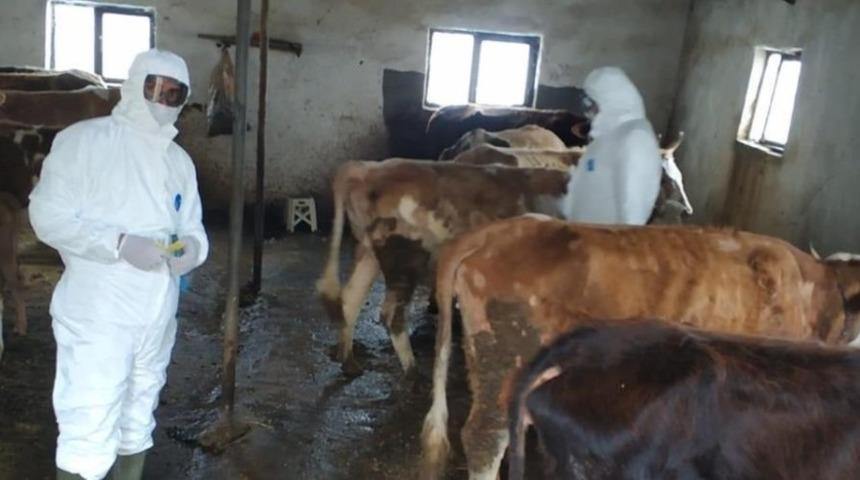 Iğdır’da şap aşılama kampanyası devam ediyor