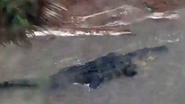 Sally Kasırgasının vurduğu Alabama’da dev timsahlar sokağa indi