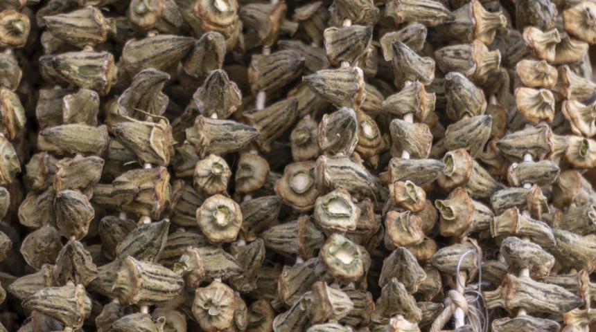 Kurutulunca fiyatı 10 kat artıyor! 220 liradan...