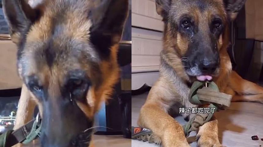 Çin’de sahibi tarafından acılı mama yemeye zorlanan köpeğin gözyaşları kamerada!