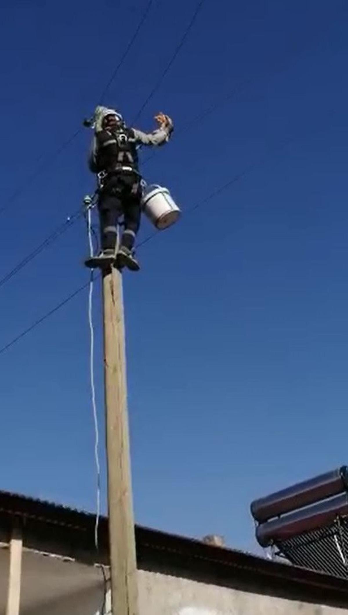 Elektrik direğinden mahsur kalan kedinin imdadına VEDAŞ ekibi yetişti