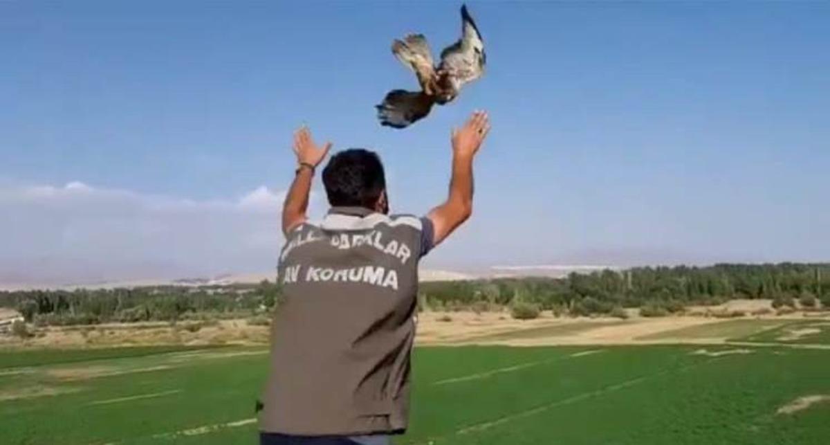 Tedavileri tamamlanan kuşlar doğaya bırakıldı