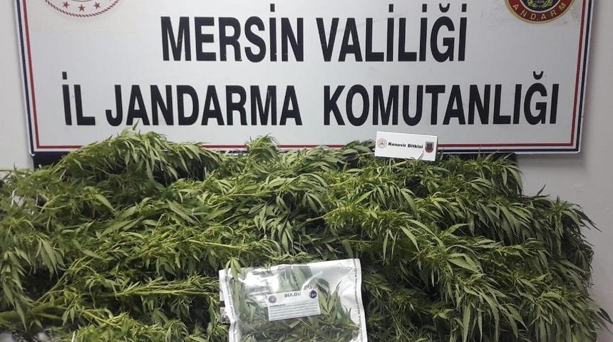 Mersin&rsquo;de 11 k&ouml;k kenevir ele ge&ccedil;irildi
