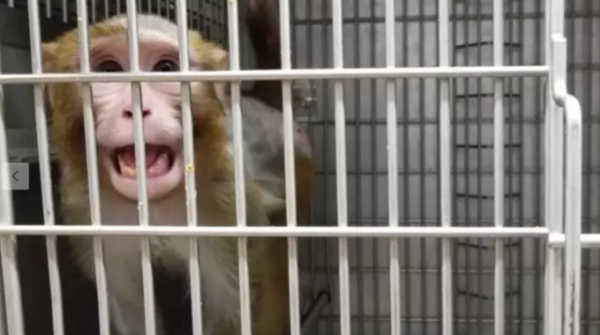 PETA ortaya çıkardı! Maymunların penisine elektorşok veriliyor