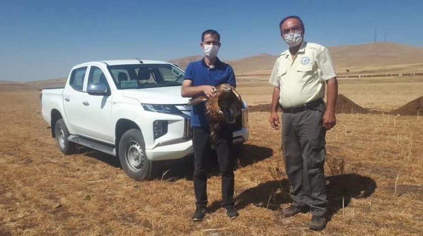 Yaralı bulunan şahin tedavi altına alındı