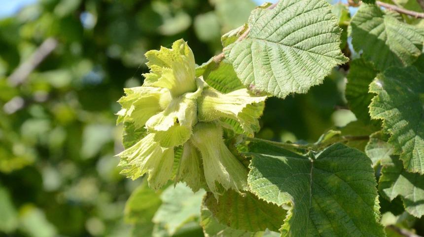 Bir de &ccedil;iğ deneyin! &Ouml;zellikle hamilelerde &ouml;yle etkisi var ki...